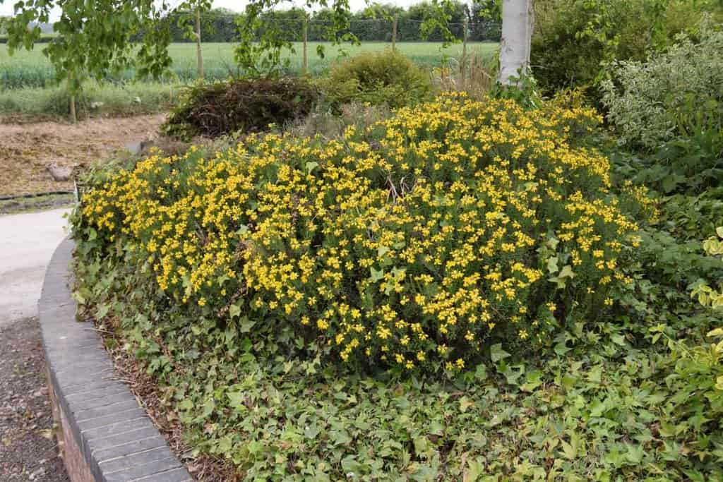 Genista hispanica 20-30 cm